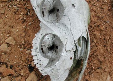 Calavera - Punto y Coma - Fotografía - Miguel Sanza